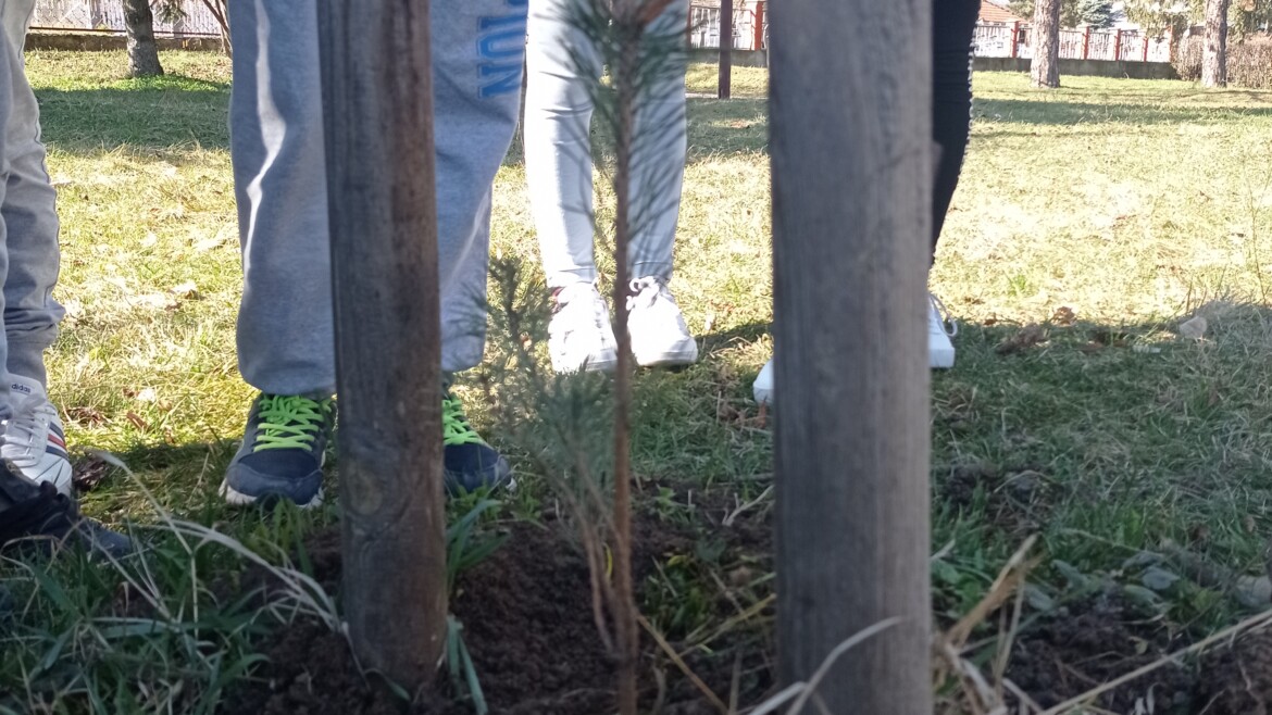 ЗАСАДИ ДРВО